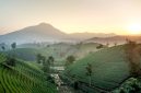 Sebuah pemandangan udara yang menampilkan kebun teh hijau membentang luas di kawasan Puncak, Bogor, diselimuti kabut tipis pada pagi hari. Panorama ini memperlihatkan hamparan perkebunan yang menyejukkan, dihiasi jalan setapak dan beberapa bangunan kecil, menciptakan suasana tenang dan asri yang menjadi daya tarik utama wisata alam Bogor.