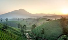 Bogor: Permata Hijau Dekat Ibu Kota, Destinasi Segar Pelepas Penat