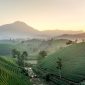 Sebuah pemandangan udara yang menampilkan kebun teh hijau membentang luas di kawasan Puncak, Bogor, diselimuti kabut tipis pada pagi hari. Panorama ini memperlihatkan hamparan perkebunan yang menyejukkan, dihiasi jalan setapak dan beberapa bangunan kecil, menciptakan suasana tenang dan asri yang menjadi daya tarik utama wisata alam Bogor.